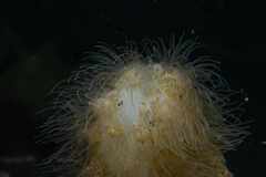 Bunodeopsis strumosa