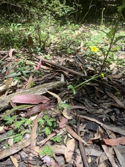 Ranunculus plebeius