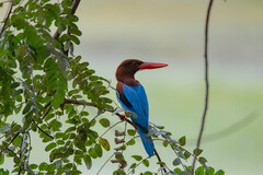 Halcyon smyrnensis fusca