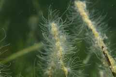 Bunodeopsis strumosa