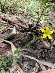 Ranunculus plebeius