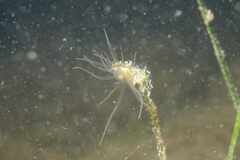 Bunodeopsis strumosa