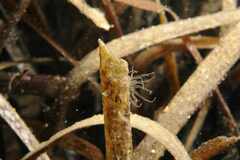 Bunodeopsis strumosa