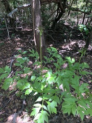 Tacca leontopetaloides