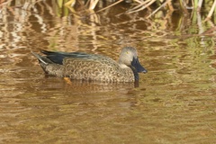Spatula smithii