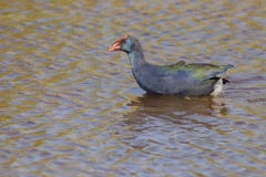 Porphyrio madagascariensis