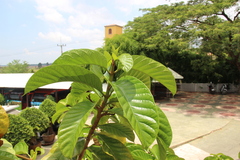 Beaumontiinae