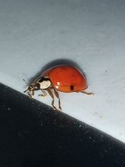 Harmonia axyridis