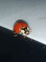 Harmonia axyridis