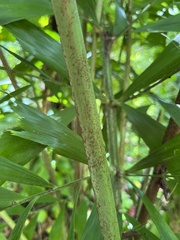 Caryota maxima