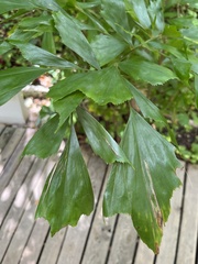 Caryota maxima