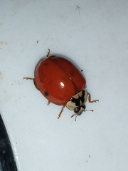 Harmonia axyridis