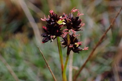 Juncus microcephalus