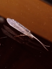 Hydrobiosidae