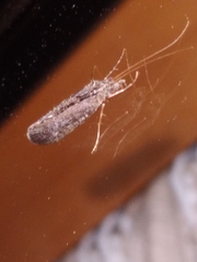 Hydrobiosidae