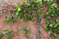 Ficus pumila