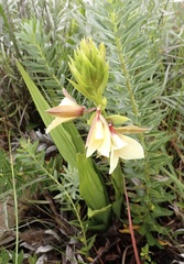 Eulophia parvilabris