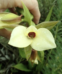 Eulophia parvilabris