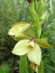 Eulophia parvilabris