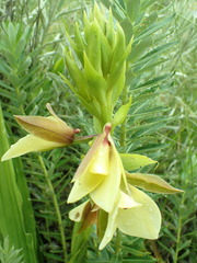 Eulophia parvilabris