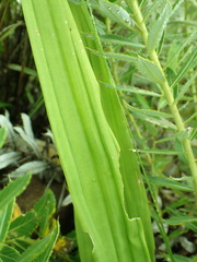Eulophia parvilabris