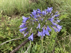 Agapanthus campanulatus