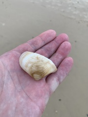 Crassatellidae