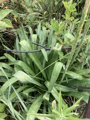Agapanthus campanulatus