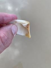 Crassatellidae