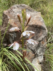 Eulophia ovalis