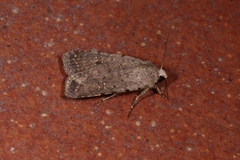 Caradrina flavirena