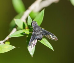 Anthrax dolabratus