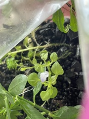 Torenia crustacea