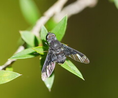 Anthrax dolabratus