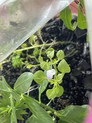 Torenia crustacea