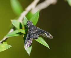 Anthrax dolabratus