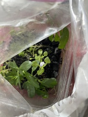 Torenia crustacea