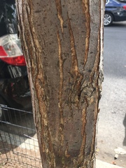 Ulmus