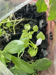 Torenia crustacea