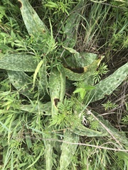 Ledebouria revoluta