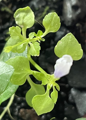 Torenia crustacea