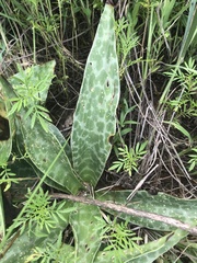 Ledebouria revoluta