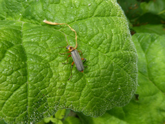 Cantharis nigricans
