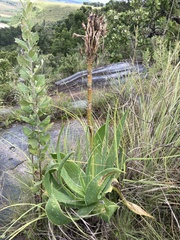 Aloe neilcrouchii