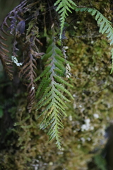 Notogrammitis heterophylla