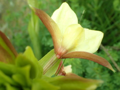 Eulophia parvilabris