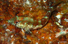 Malacoctenus triangulatus
