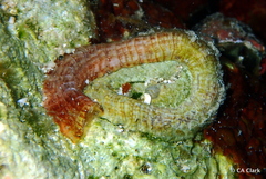 Vermetoidea
