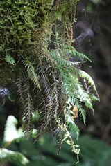 Notogrammitis heterophylla