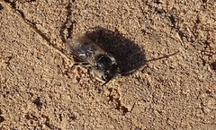 Colletes cunicularius